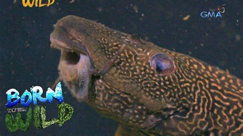 janitor fish|Born to be Wild: Invasive Janitor fish that plague the waters of .